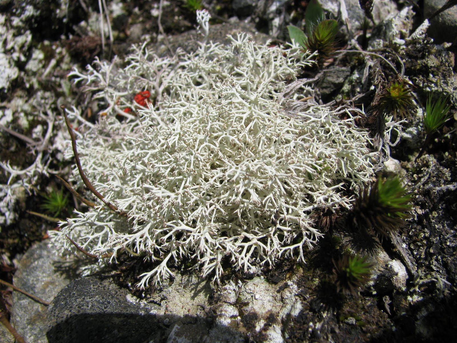 tundra plant images